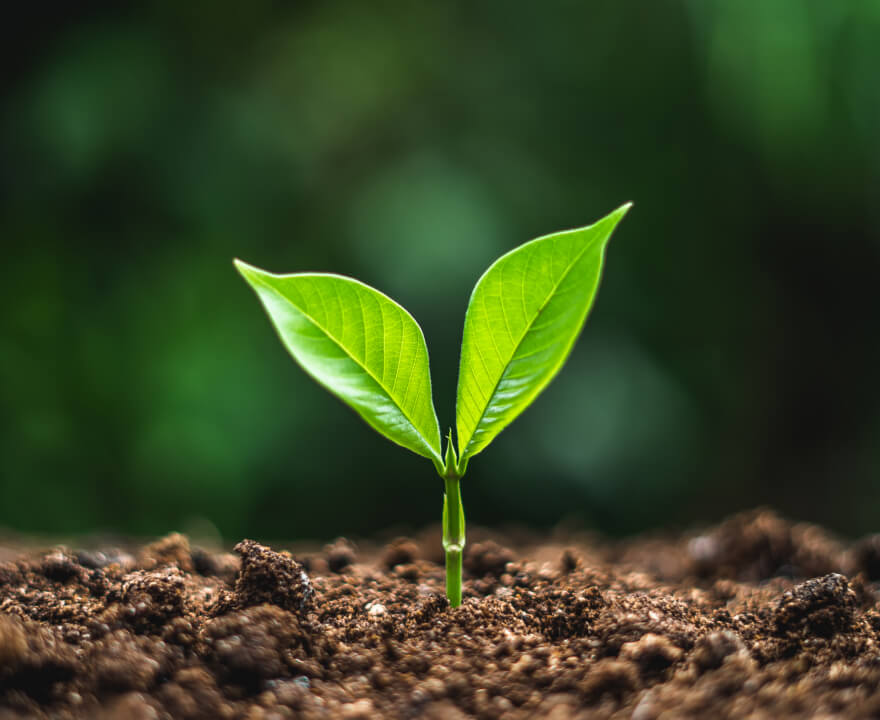 An image of a plant sprouting from soil.