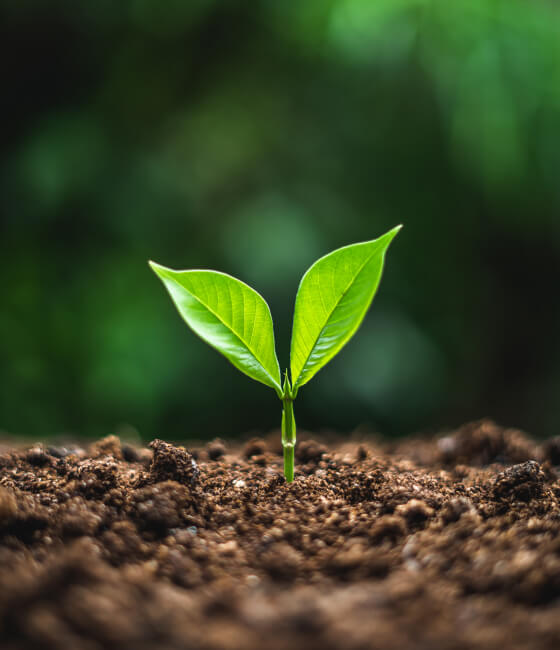 Plant sprouting from soil.